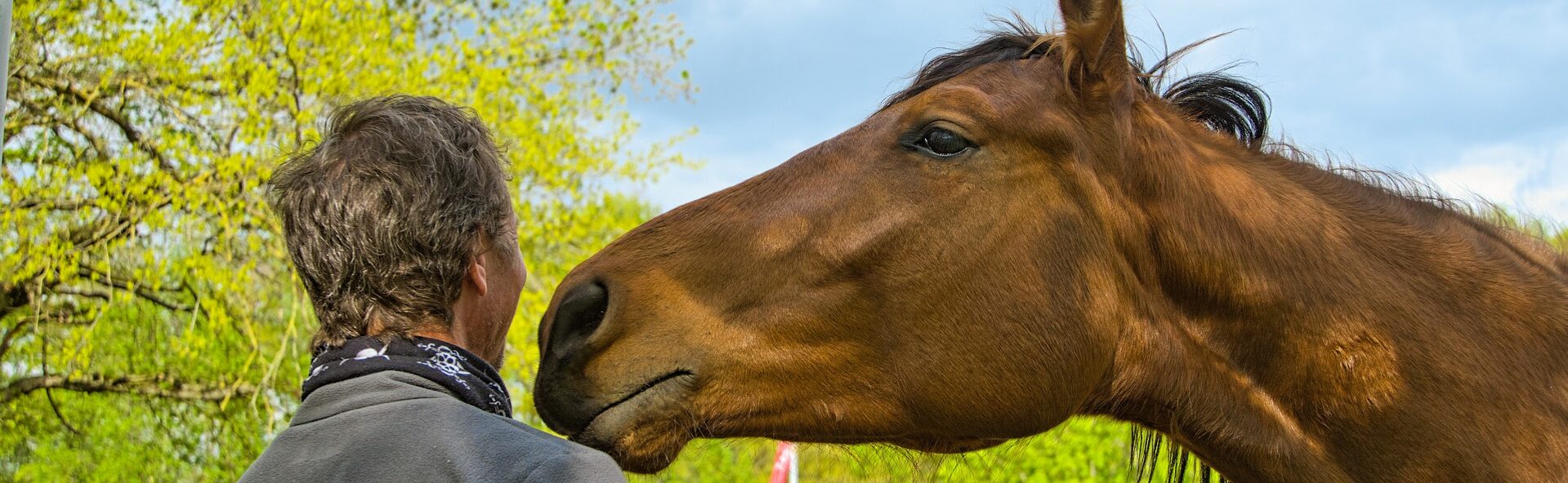 HIPPOCONNECT